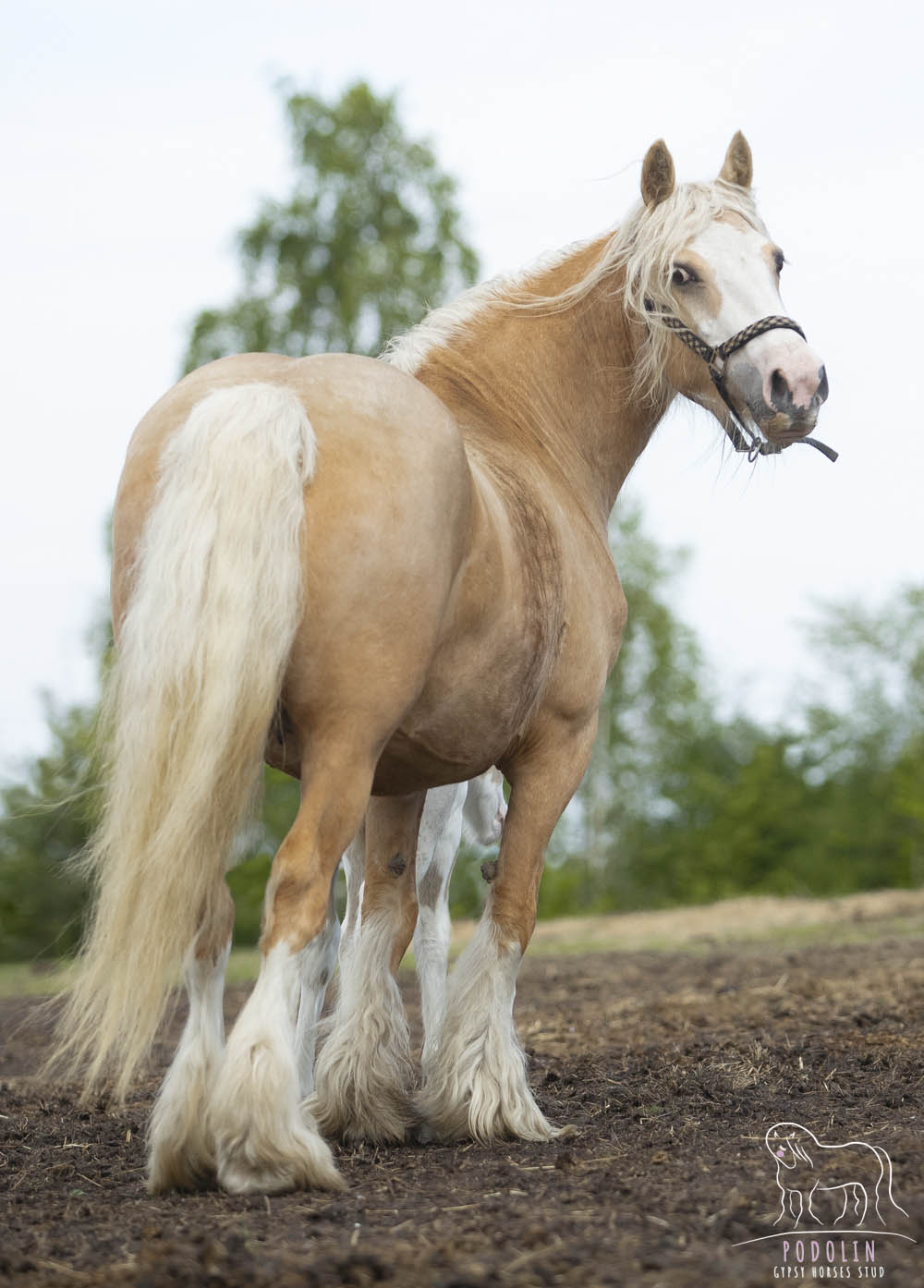 palomino gypsy vanner For Sale